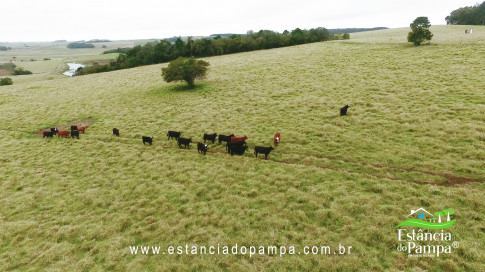 DA VARZEA ATE O GADO NA COXILHA.00_01_04_13.Quadro014_80ae76485d9b096e85fd397e0851f2bf726d2a6a.jpg